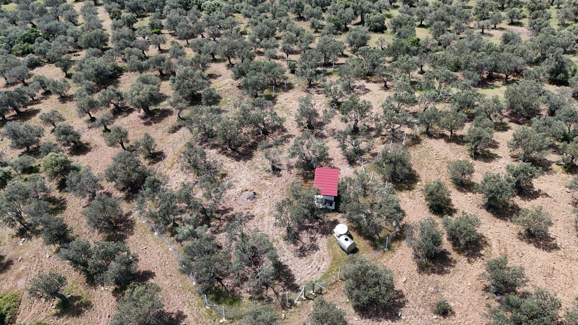 S&s Emlak'dan Cunda Pateriça Koyunda Satılık 1605 M2 Zeytinlik - Görsel 5