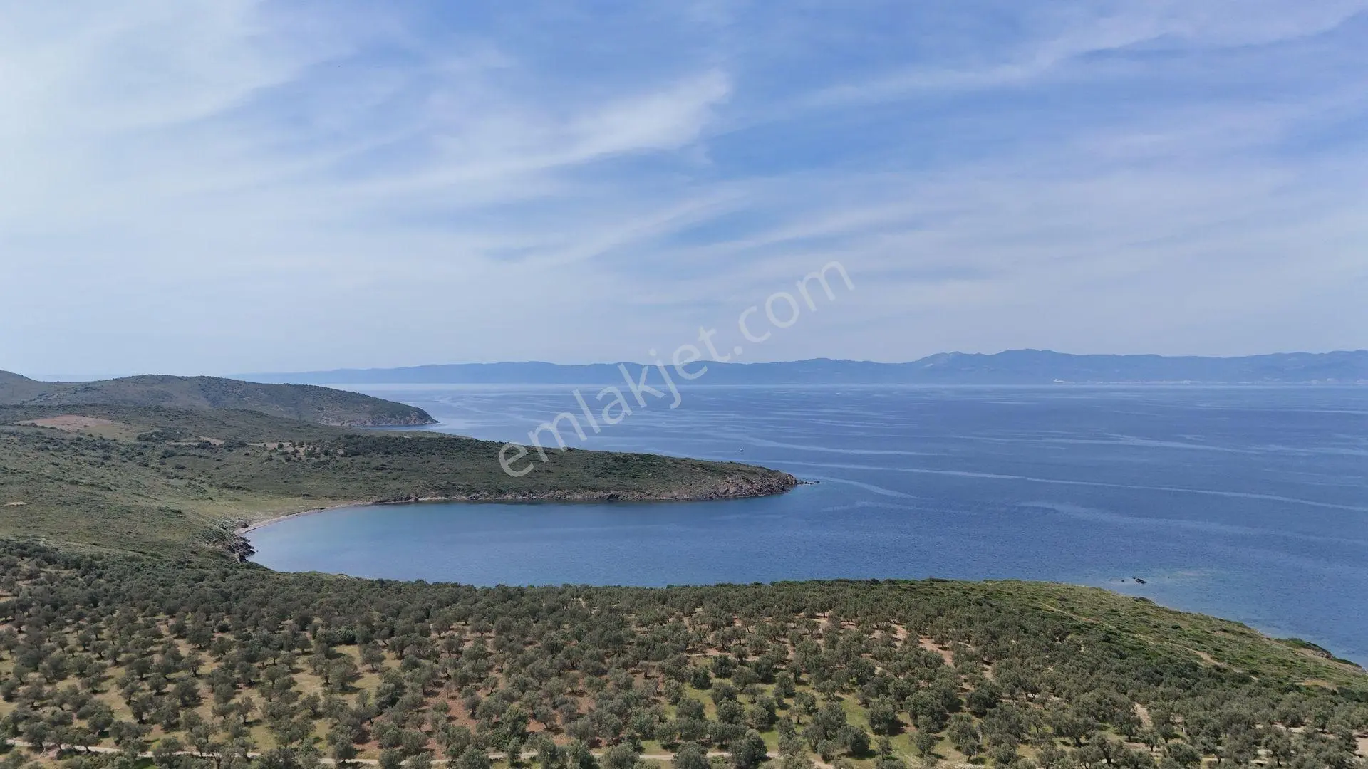 S&s Emlak'dan Cunda Pateriça Koyunda Satılık 1605 M2 Zeytinlik - Görsel 3