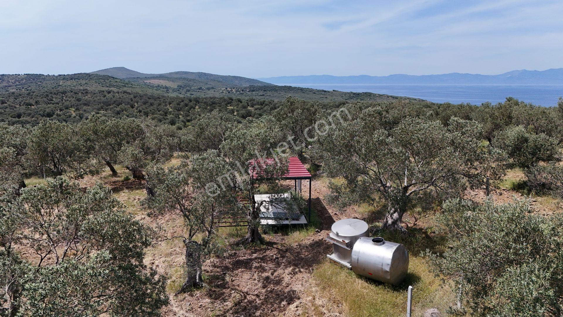 S&s Emlak'dan Cunda Pateriça Koyunda Satılık 1605 M2 Zeytinlik - Görsel 4