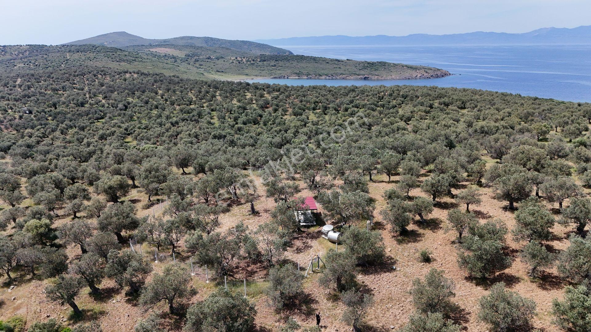 S&s Emlak'dan Cunda Pateriça Koyunda Satılık 1605 M2 Zeytinlik - Görsel 8