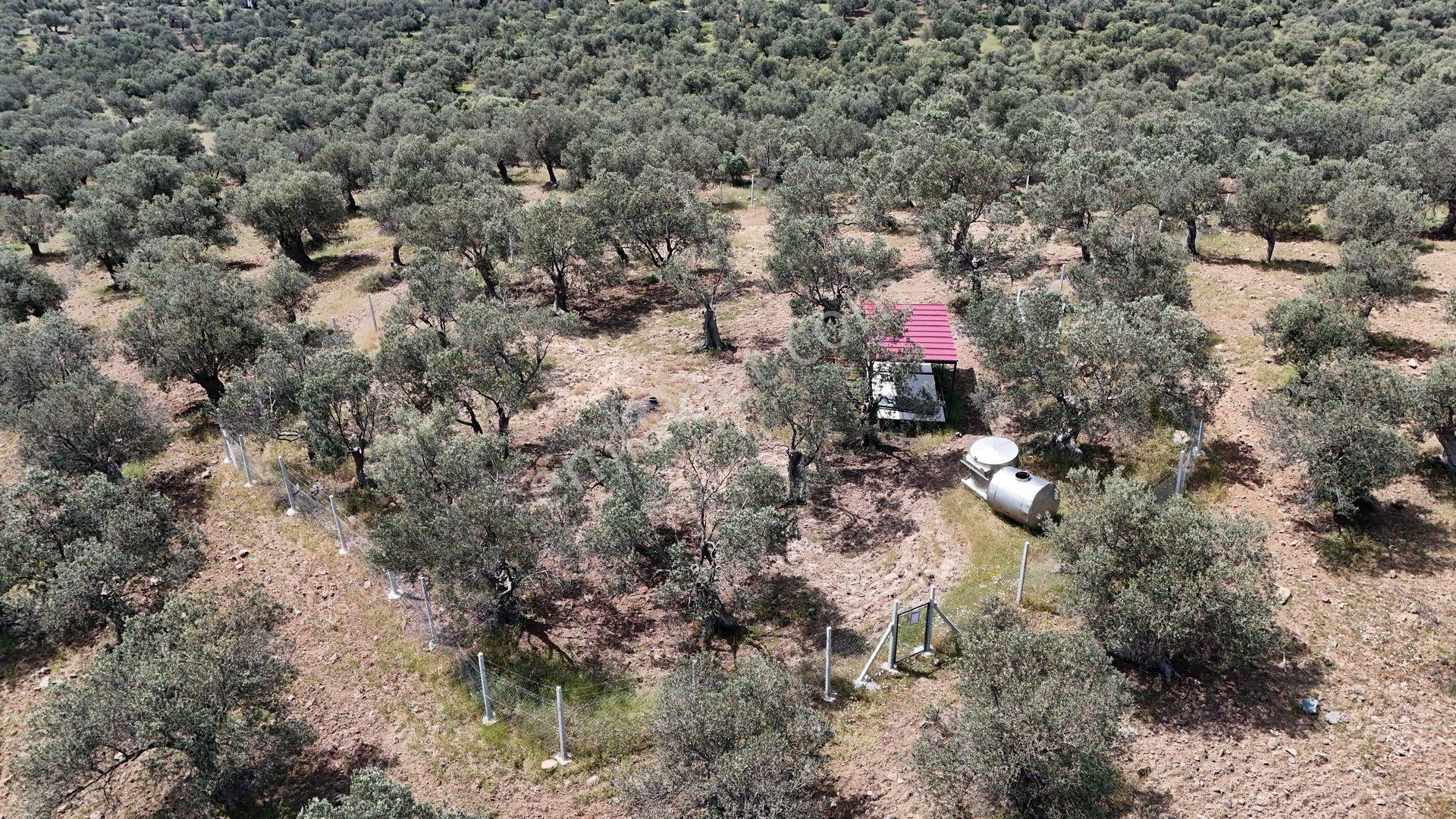 S&s Emlak'dan Cunda Pateriça Koyunda Satılık 1605 M2 Zeytinlik - Görsel 6