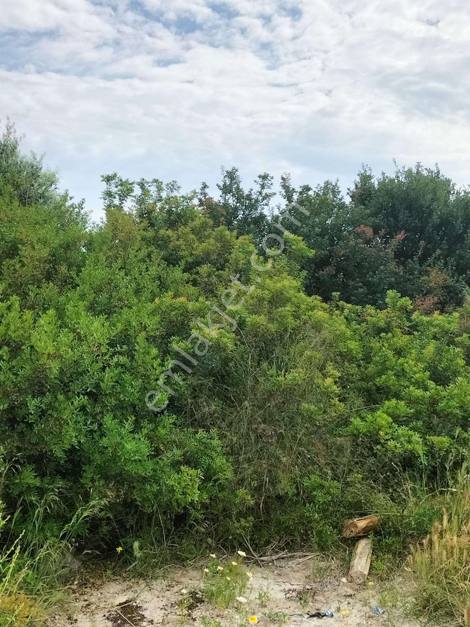 Çeşme Mamurbaba 'da Satılık Fırsat Arazi - Görsel 7
