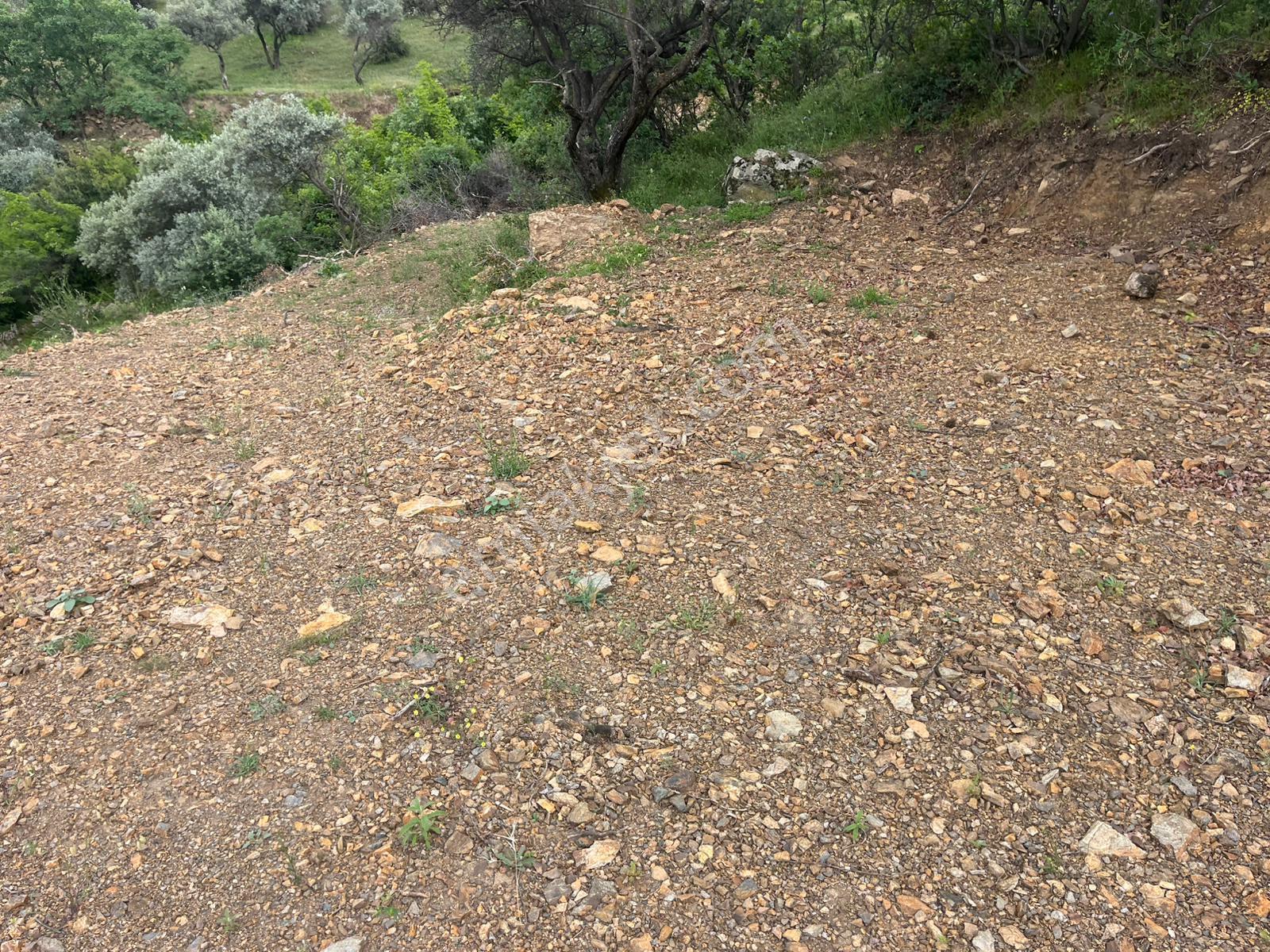 Kemalpaşa Bağyurdu'nda 5812 M2 Eşsiz Manzaralı Satılık Zeytinlik - Görsel 8