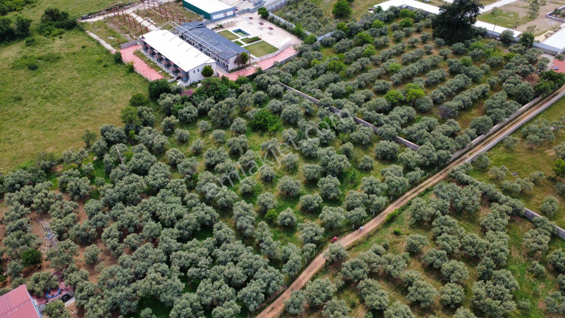 Satılık 5 Dönüm Zeytinlik Kemalpaşa Çınarköy - Görsel 9