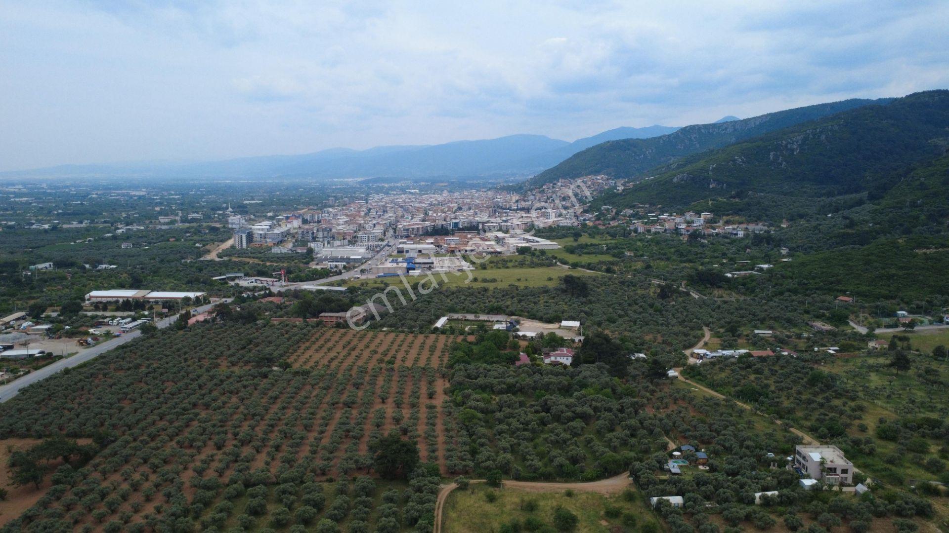 Satılık 5 Dönüm Zeytinlik Kemalpaşa Çınarköy - Görsel 12