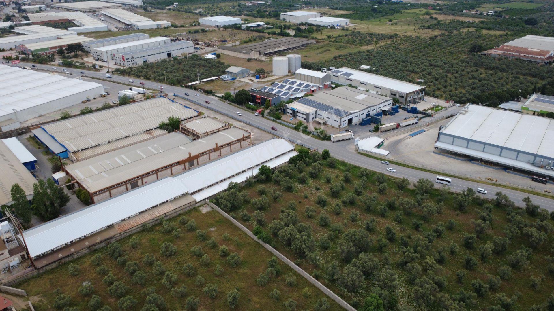 Satılık 5 Dönüm Zeytinlik Kemalpaşa Çınarköy - Görsel 10