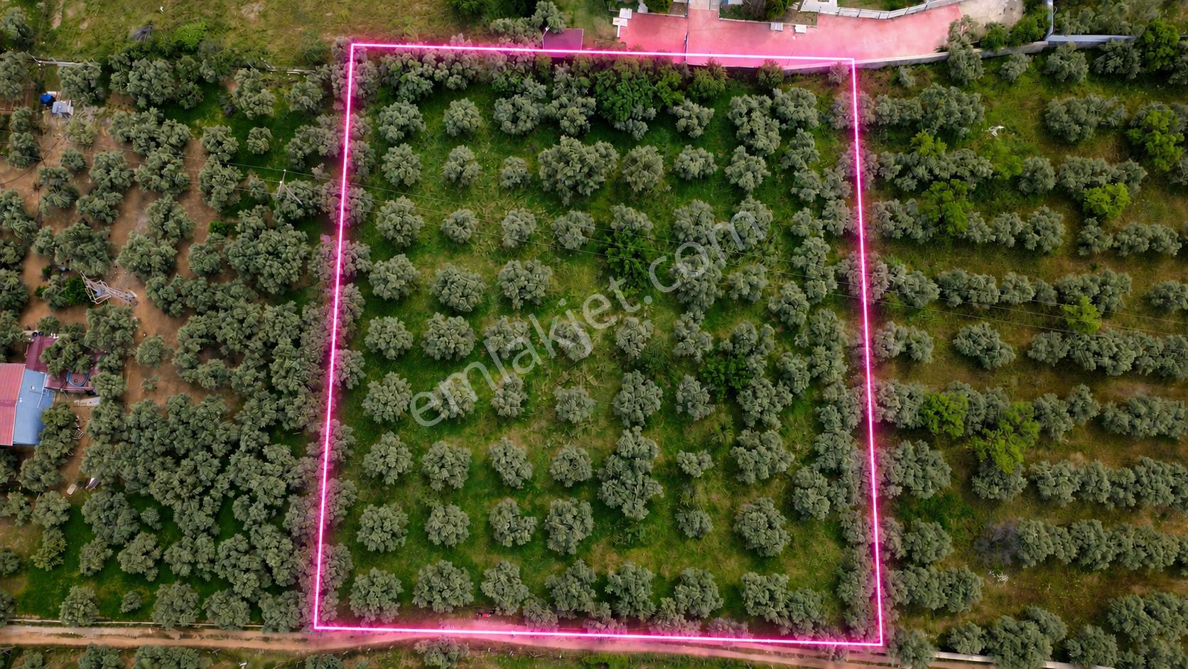 Satılık 5 Dönüm Zeytinlik Kemalpaşa Çınarköy - Görsel 14