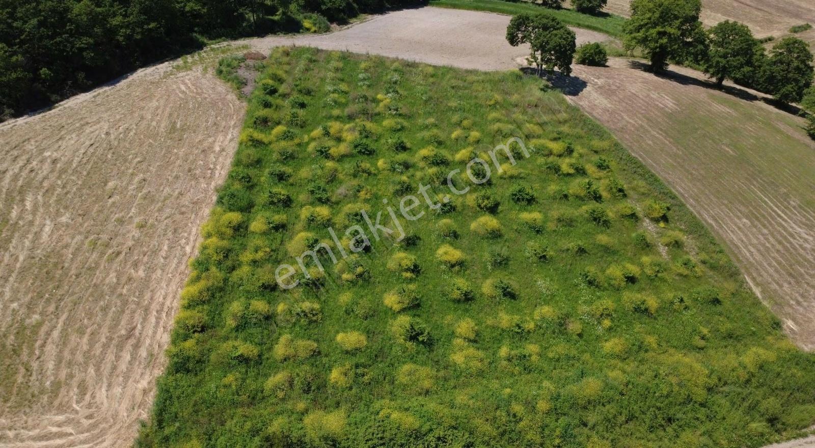 Kandıra Yoluna 500 M | İmar Sınırında 5560 M² %5 İmarlı - Görsel 7