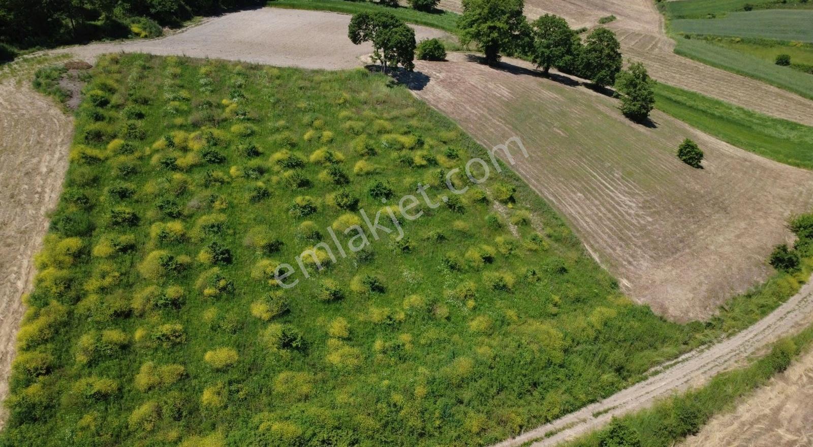 Kandıra Yoluna 500 M | İmar Sınırında 5560 M² %5 İmarlı - Görsel 8