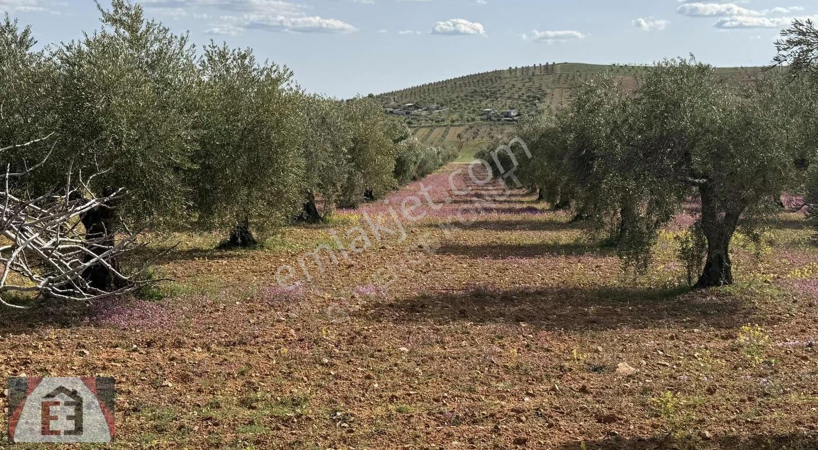 6.5 Dönüm Zeytinlik Tamamı 700 Bin Tl