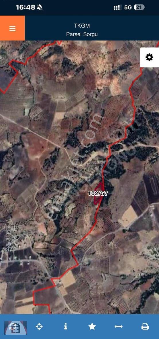 6.5 Dönüm Zeytinlik Tamamı 700 Bin Tl - Görsel 5