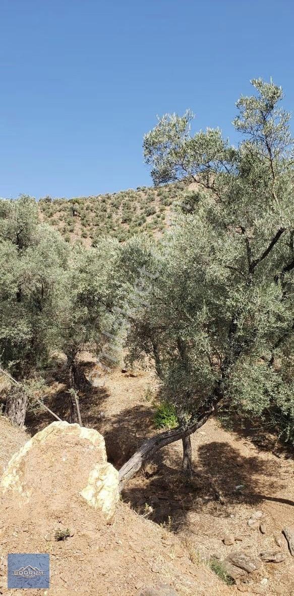 14.500m2 Zeytinlik İçinde 580 Adet Ağaç Var Milas Kandak - Görsel 8