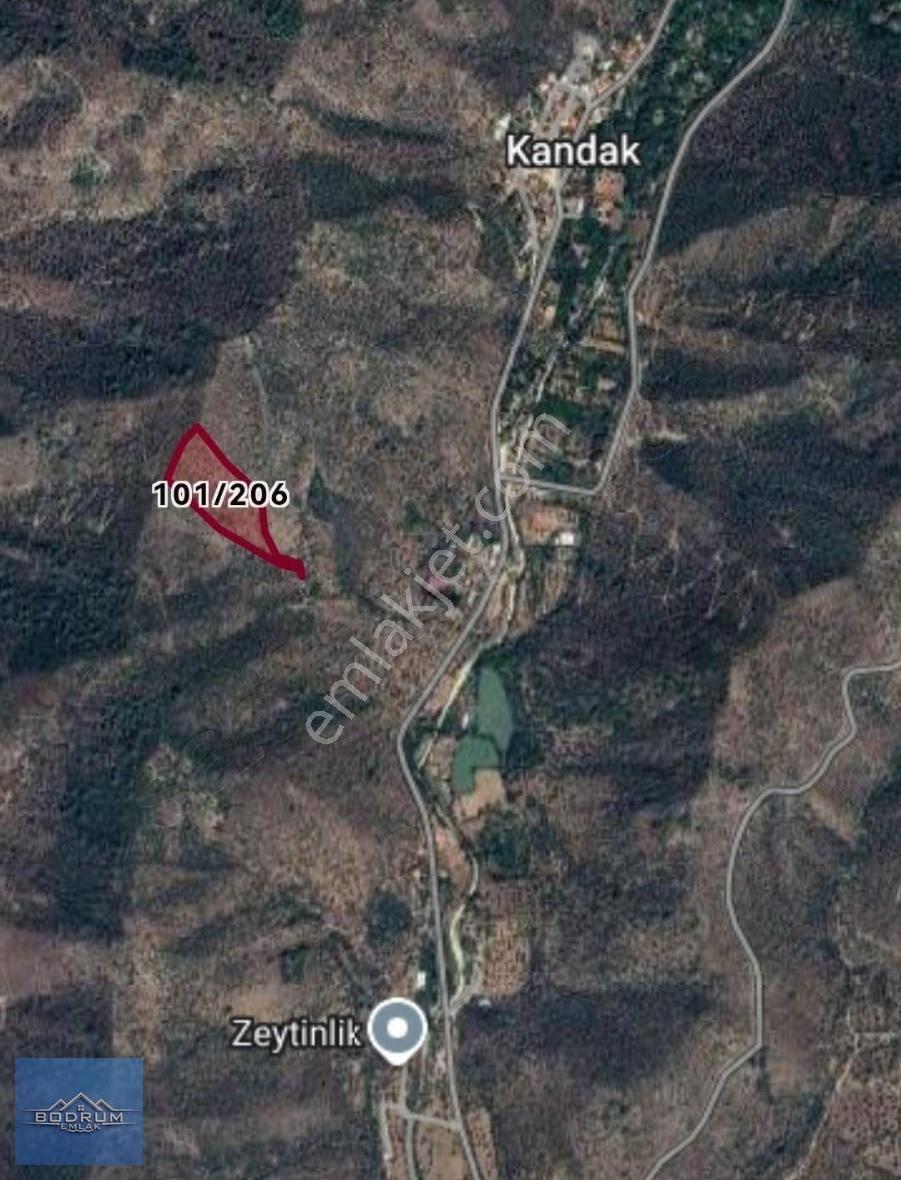 14.500m2 Zeytinlik İçinde 580 Adet Ağaç Var Milas Kandak - Görsel 3