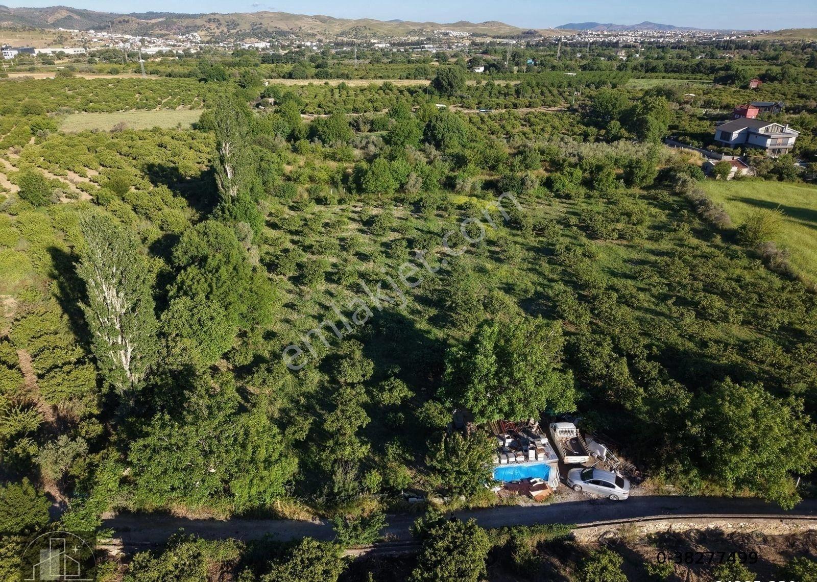 İzmir Seferihisar Ulamış Mahallesinde Satılık Mandalina Bahçesi - Görsel 3
