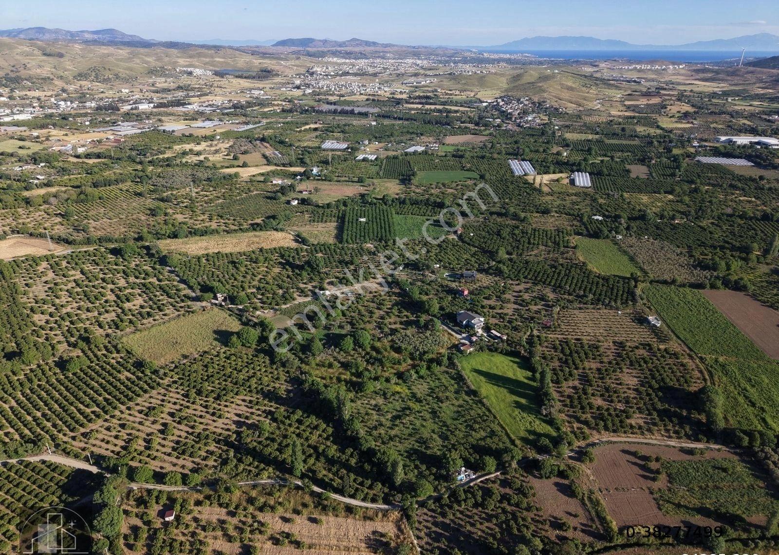 İzmir Seferihisar Ulamış Mahallesinde Satılık Mandalina Bahçesi - Görsel 19