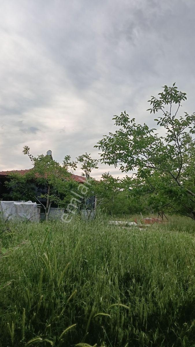 Çanakkale Lapseki Gökköy Satılık 15.360 M2 Ceviz Bahçesi