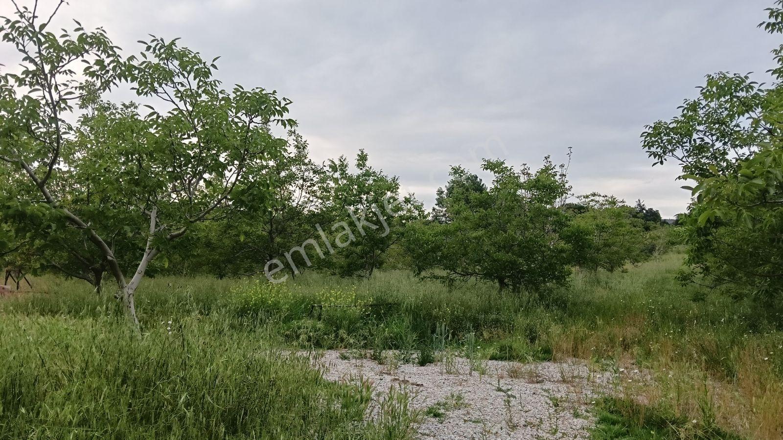 Çanakkale Lapseki Gökköy Satılık 15.360 M2 Ceviz Bahçesi - Görsel 5