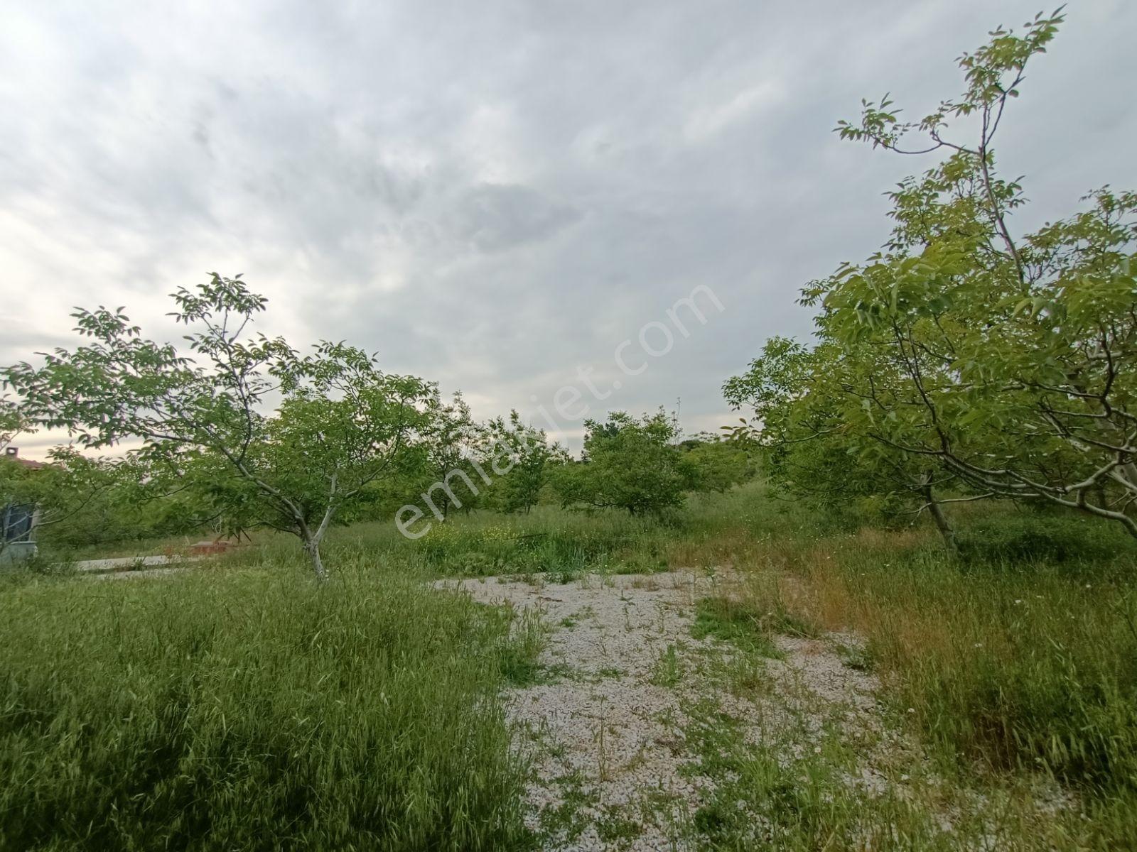 Çanakkale Lapseki Gökköy Satılık 15.360 M2 Ceviz Bahçesi - Görsel 3