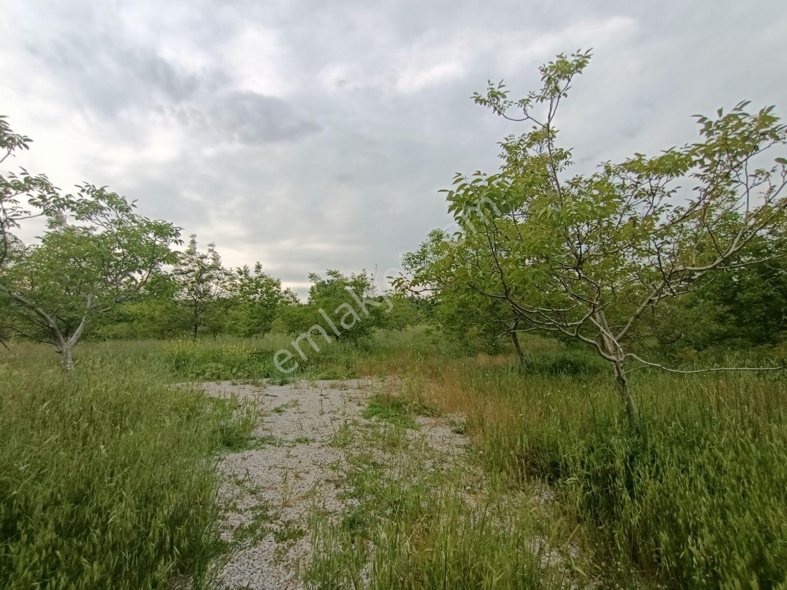 Çanakkale Lapseki Gökköy Satılık 15.360 M2 Ceviz Bahçesi - Görsel 8