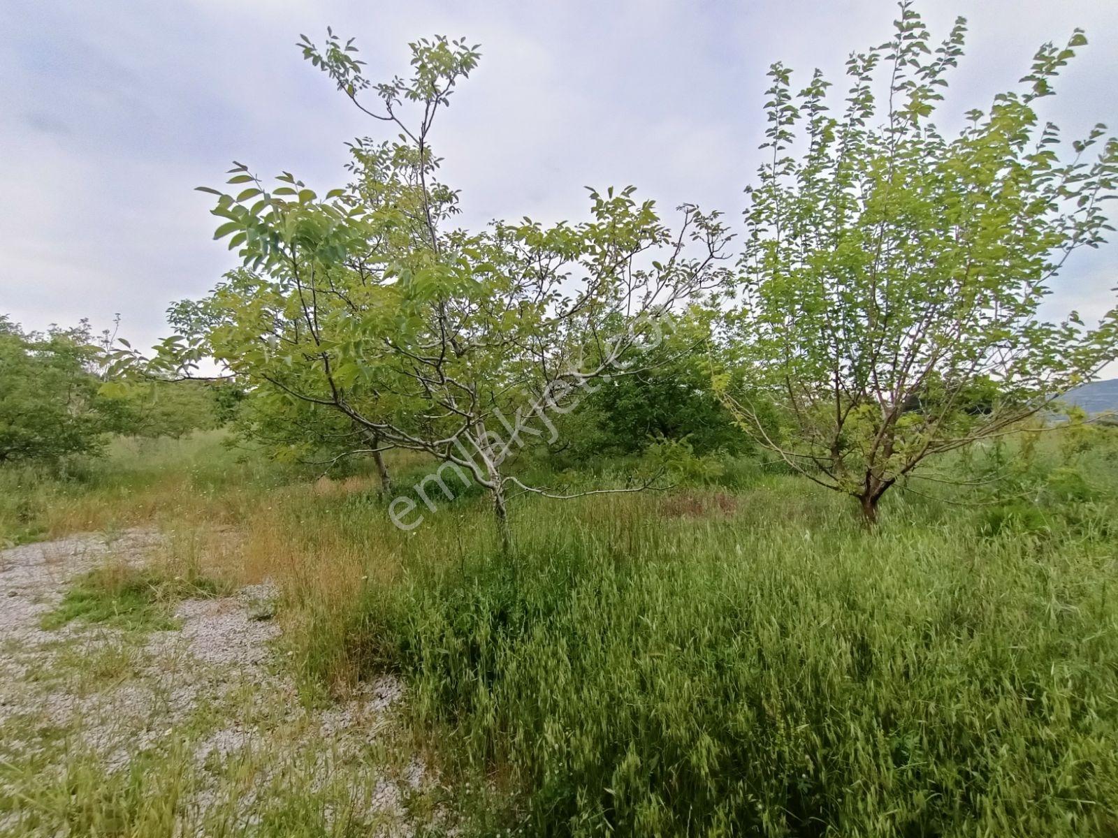 Çanakkale Lapseki Gökköy Satılık 15.360 M2 Ceviz Bahçesi - Görsel 7