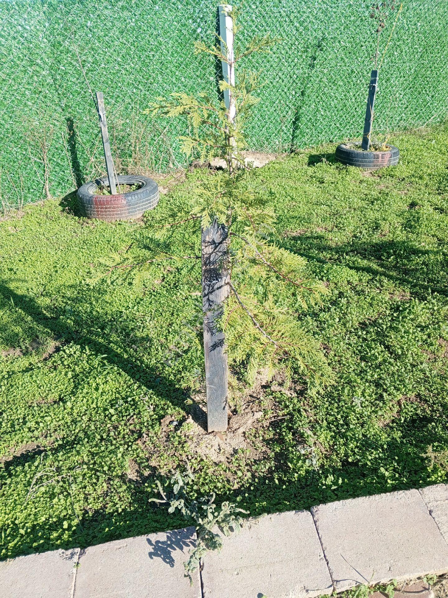 Tekirdağ Süleymanpaşa Karahalil Mah Satılık 369 M² Arsa - Görsel 12