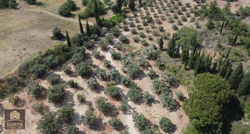Ağaçlı Da 44 Dönüm Satılık Zeytinlik - Görsel 5