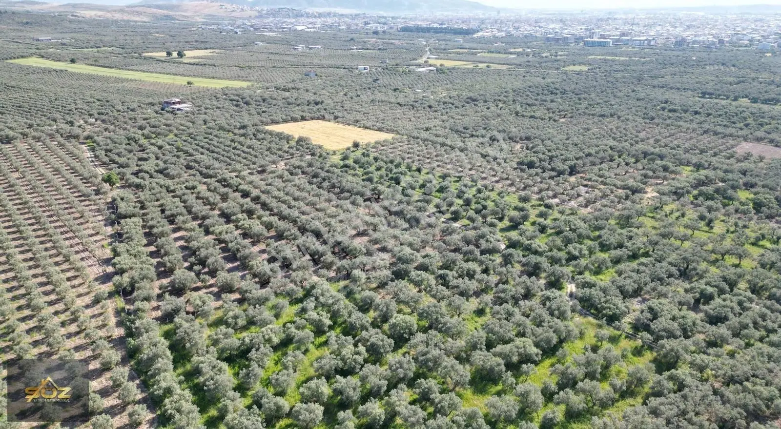 Efendi Mh. 1.217m2 Hasköy Yoluna 250mt Mesafede Zeytinlik - Görsel 3