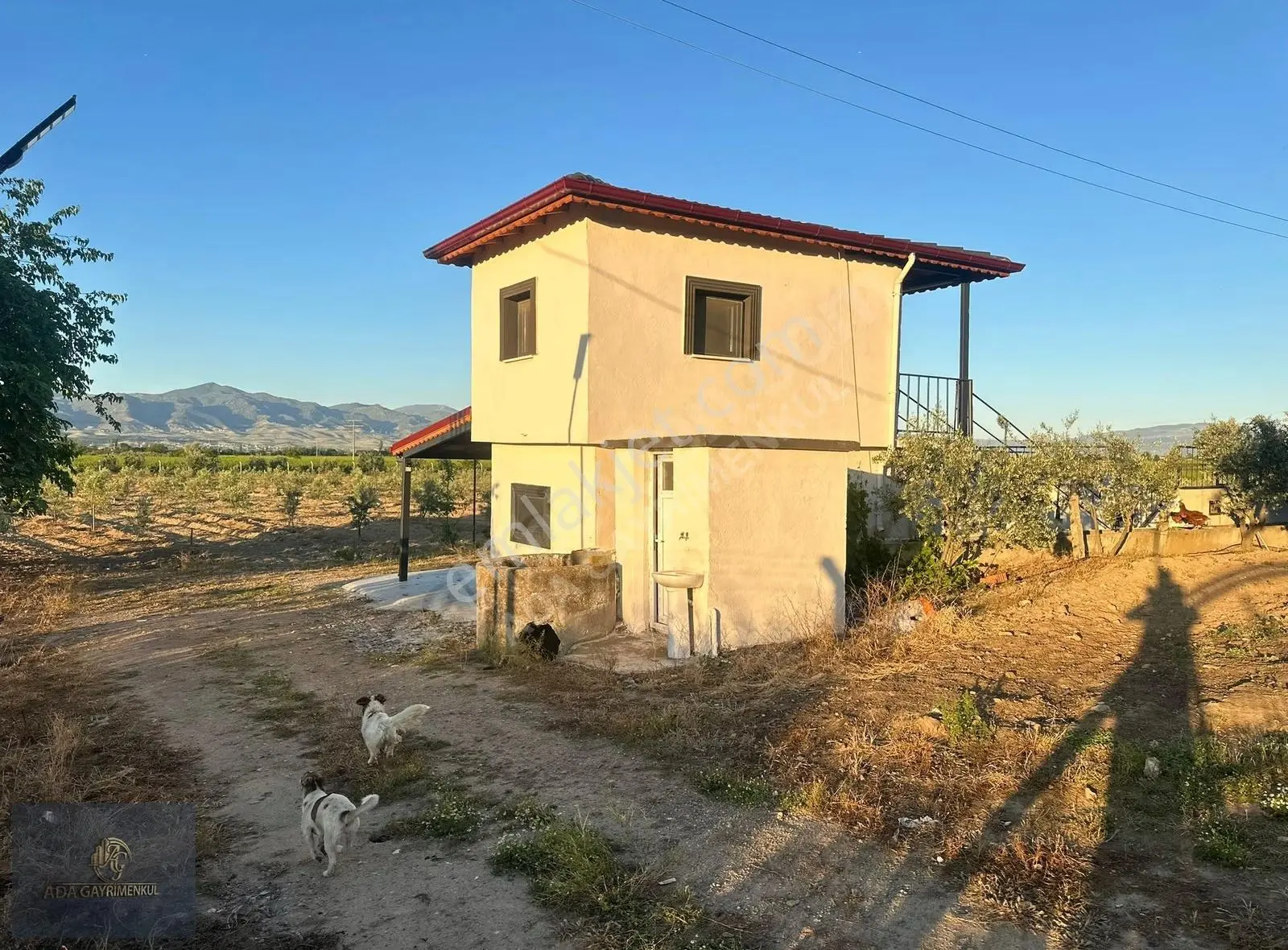 Alaşehir Çakırcalı'da 18 Dönüm, 1000 Zeytin Ağaçlı Satılık Arazi