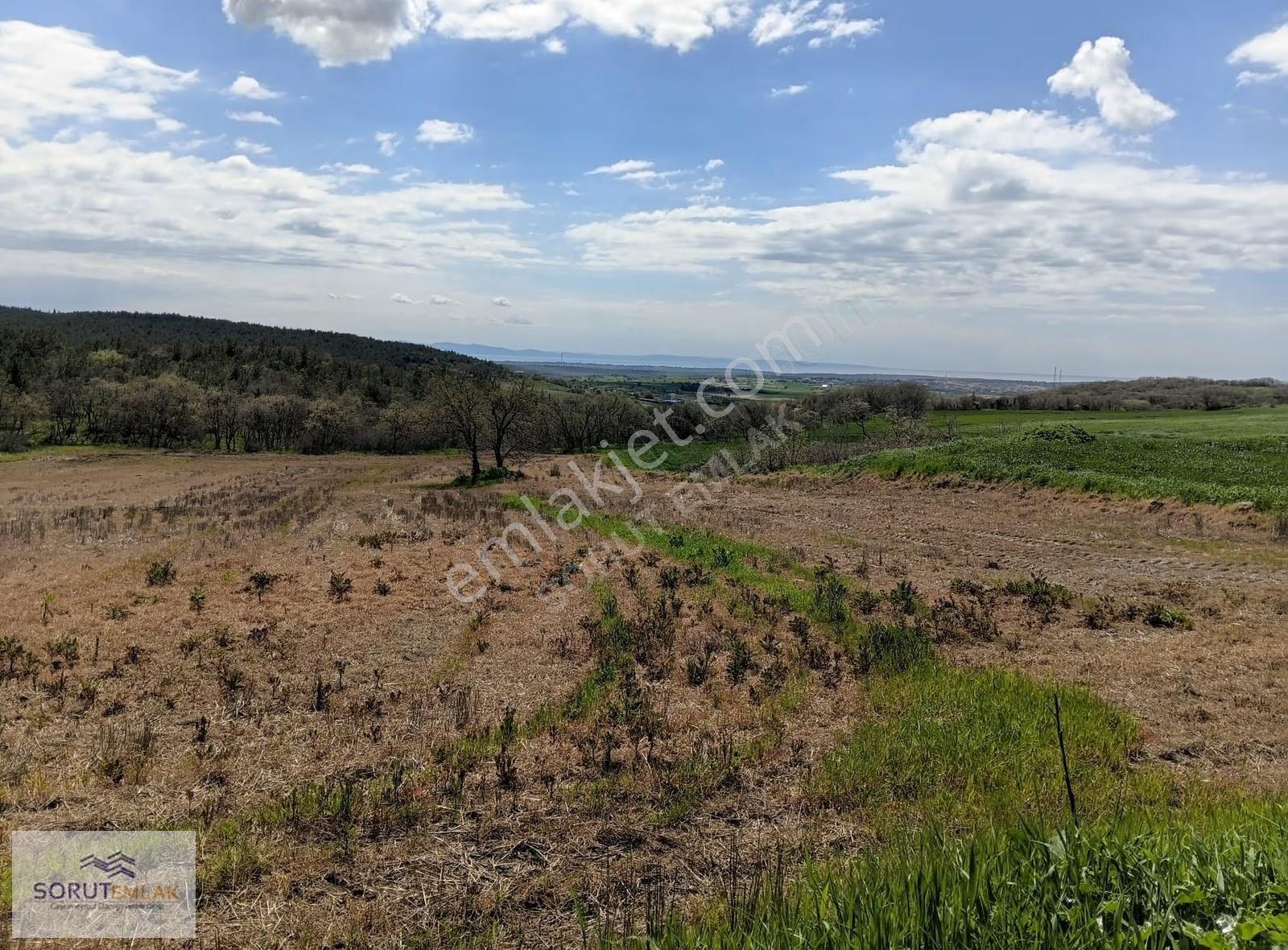 Enez Umurbey'de Resmi Yola Cephe Satılık 7.017 M² Tarla