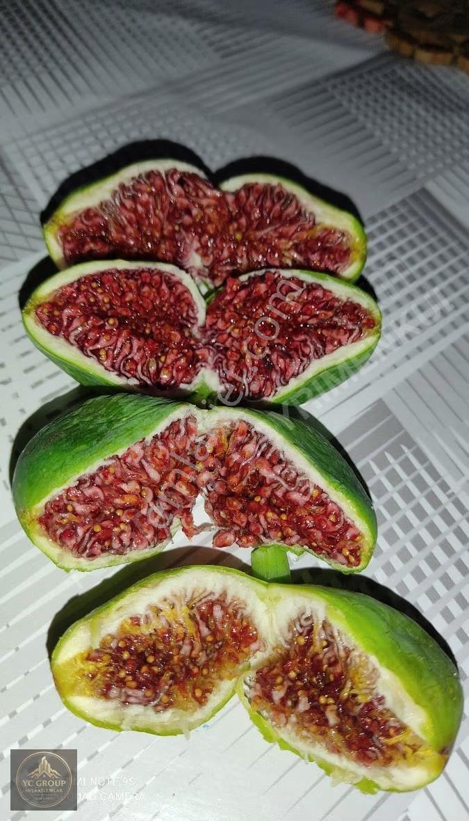 Satılık Meyve Bahçesi, Manzarası, Havası, Meyvesi, Suyu Yolu Var - Görsel 13