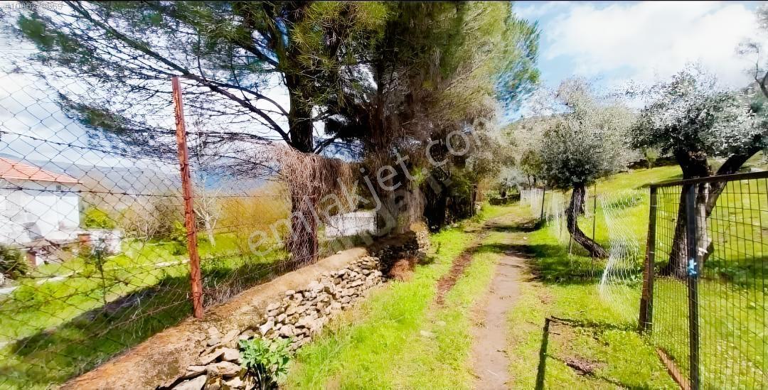Milas Karşıyaka'da Yola Ve İmara Yakın 1 Dönüm Zeytinli Tarla - Görsel 4