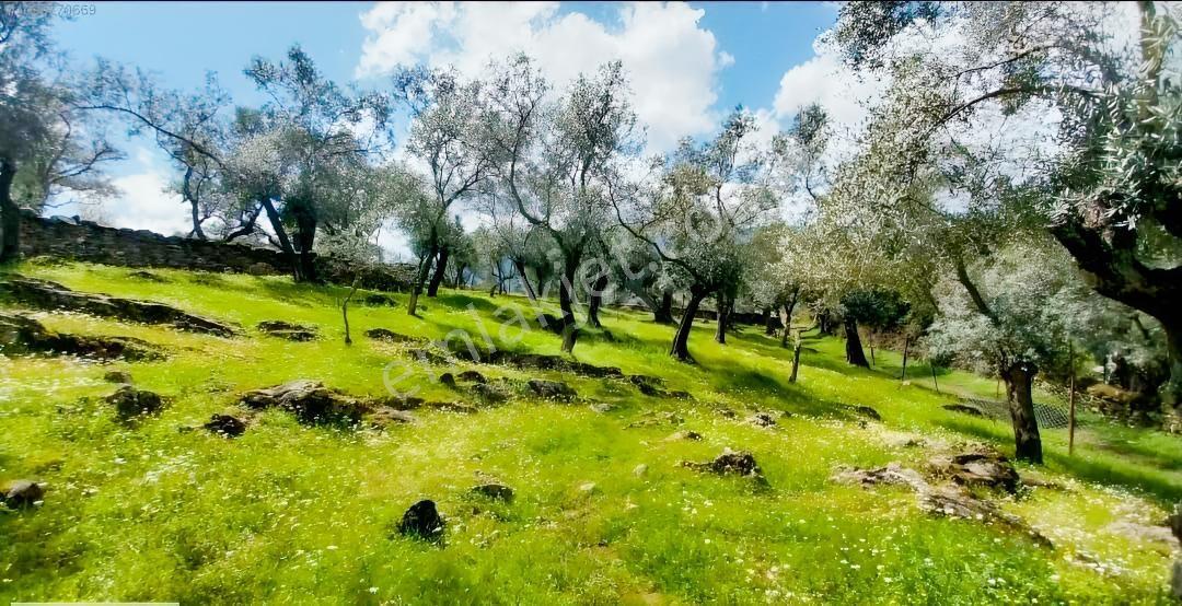 Milas Karşıyaka'da Yola Ve İmara Yakın 1 Dönüm Zeytinli Tarla