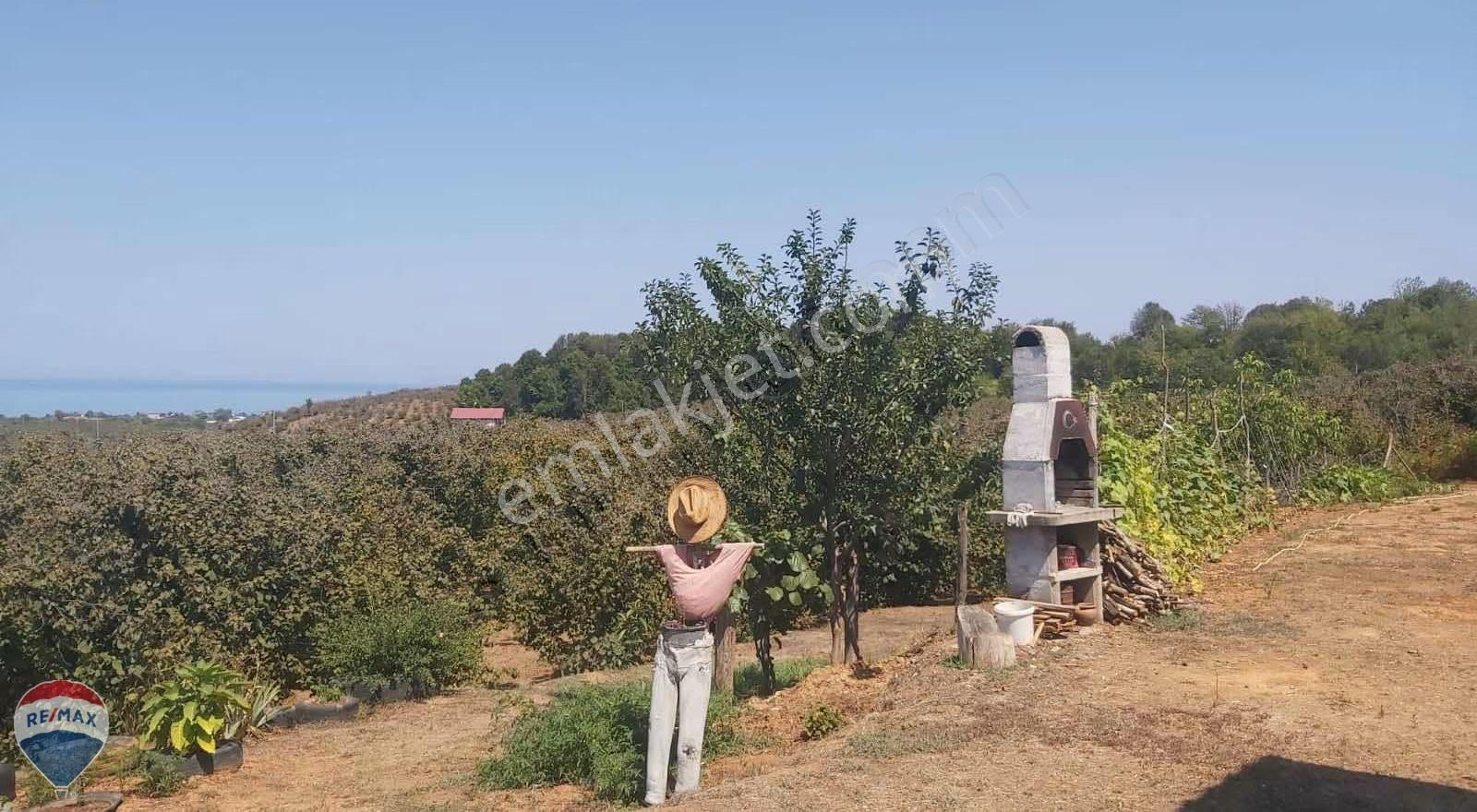 Remax Mavi'den Kocaali Caferiye'de Yatırımlık Fındık Bahçesi - Görsel 8
