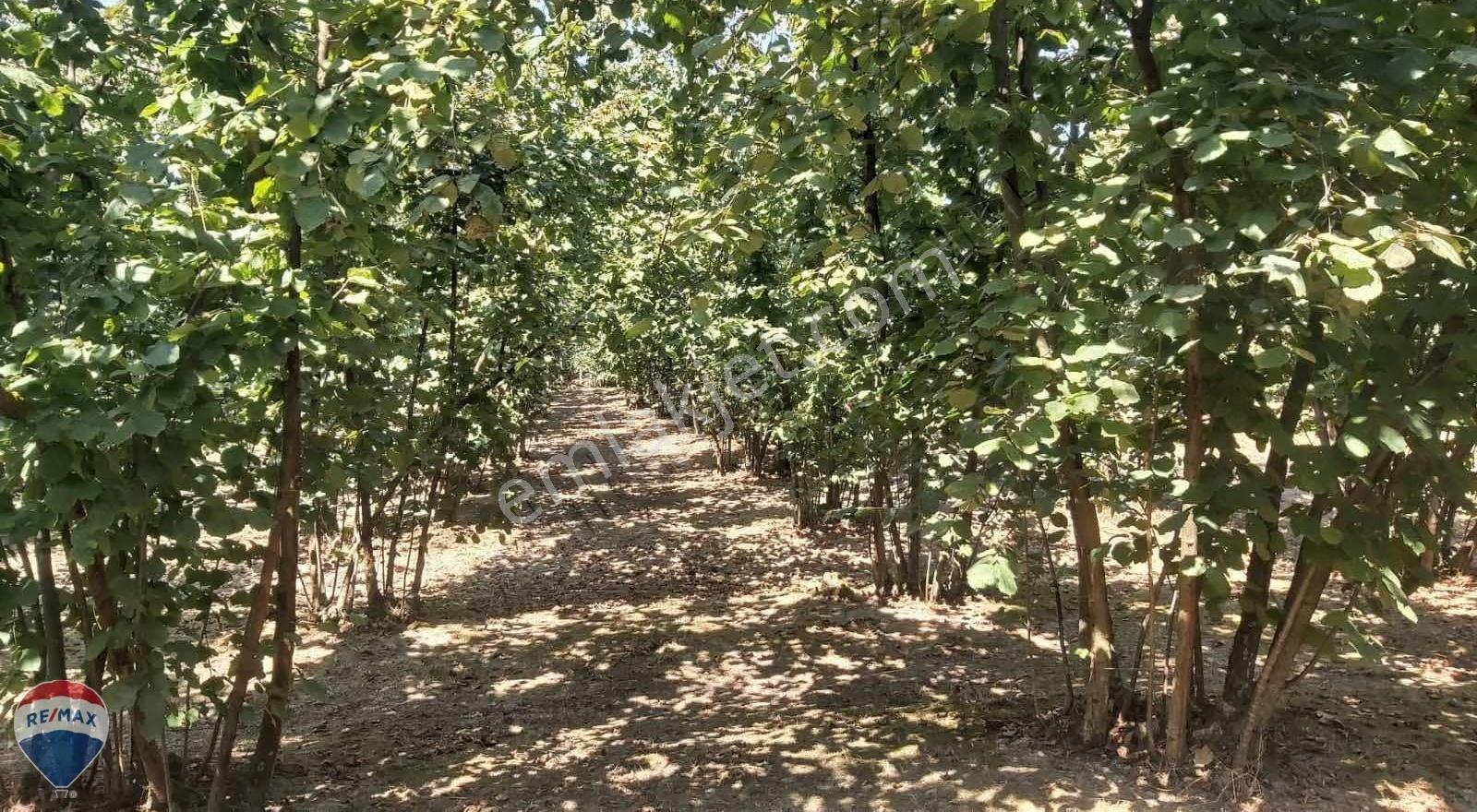 Remax Mavi'den Kocaali Caferiye'de Yatırımlık Fındık Bahçesi - Görsel 9