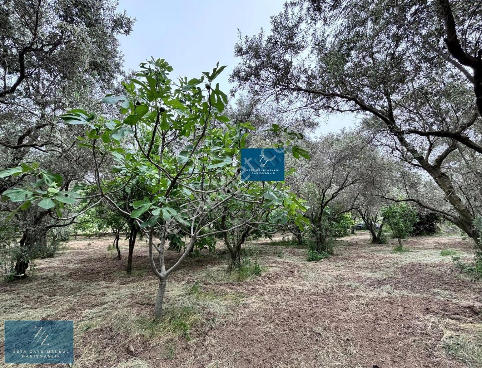 İncirliova'da Satılık 2125m² Bahçe, Müstakil Ev - Görsel 5