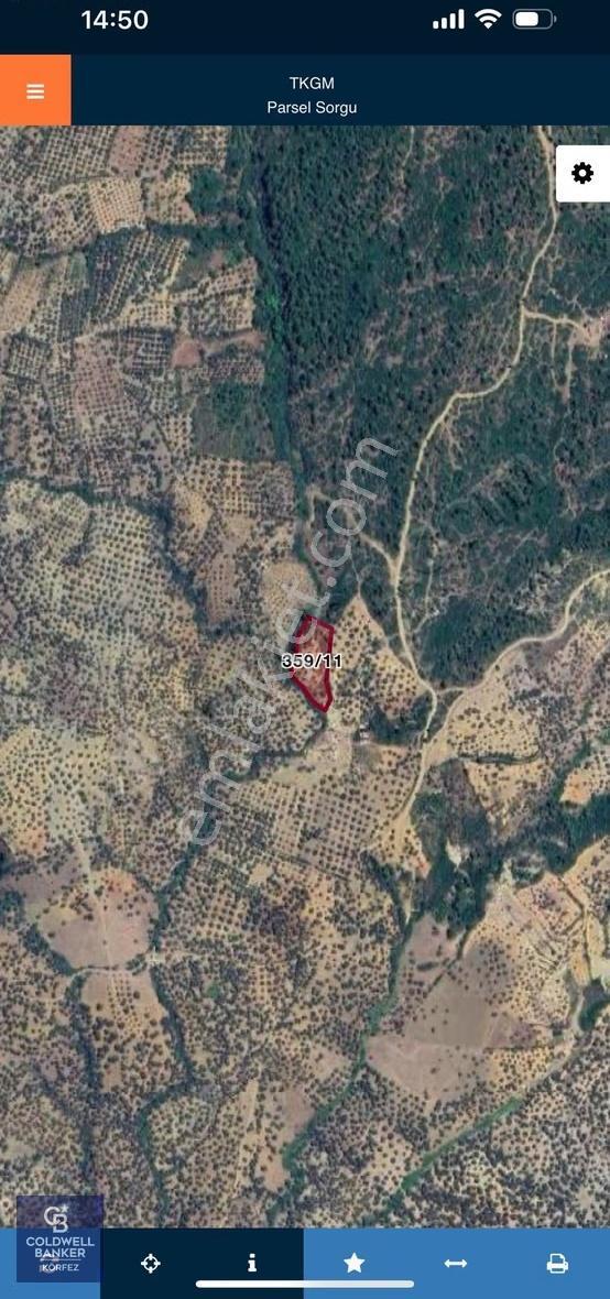 Havran Fazlıca 'da Satılık Fırsat Zeytinlik