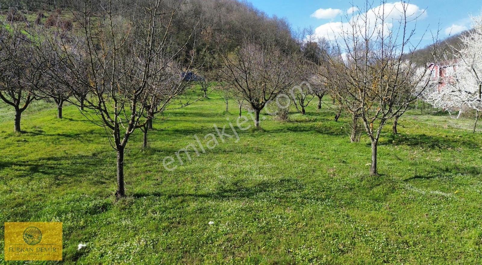 Furkan Demir'den Bursa İznik Yörükler'de 1186 M2 Satılık Bahçe - Görsel 3