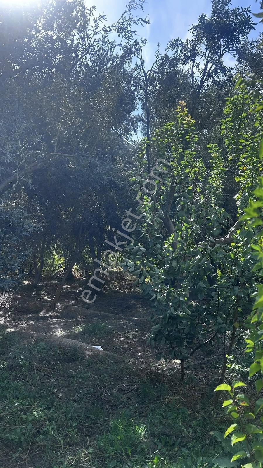Barabanlı Mahallesi Satılık Müstakil Ev Kayısı Bahçesi - Görsel 3