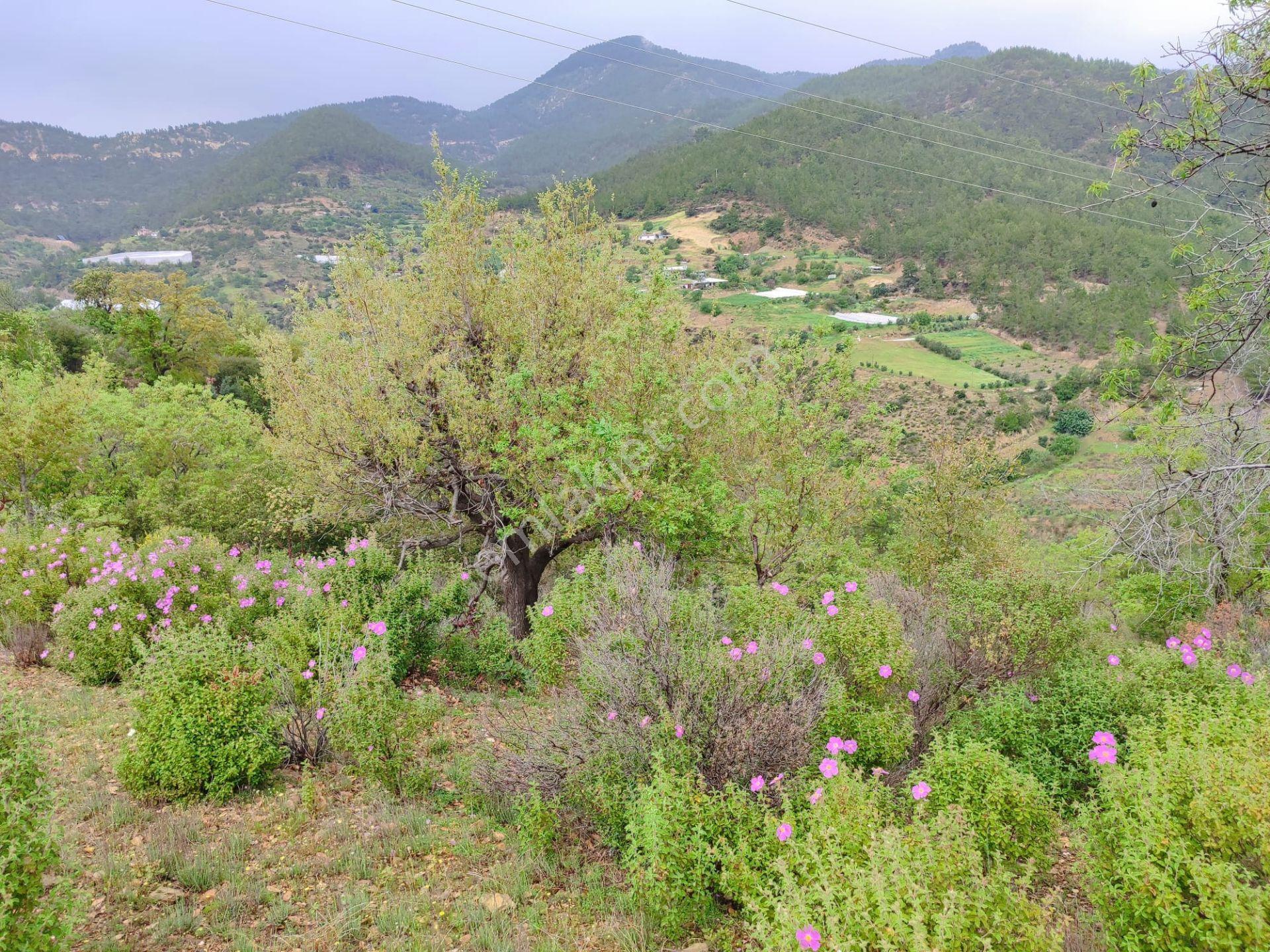 Mersin Anamur Melleç Satılık Tarla - Görsel 11