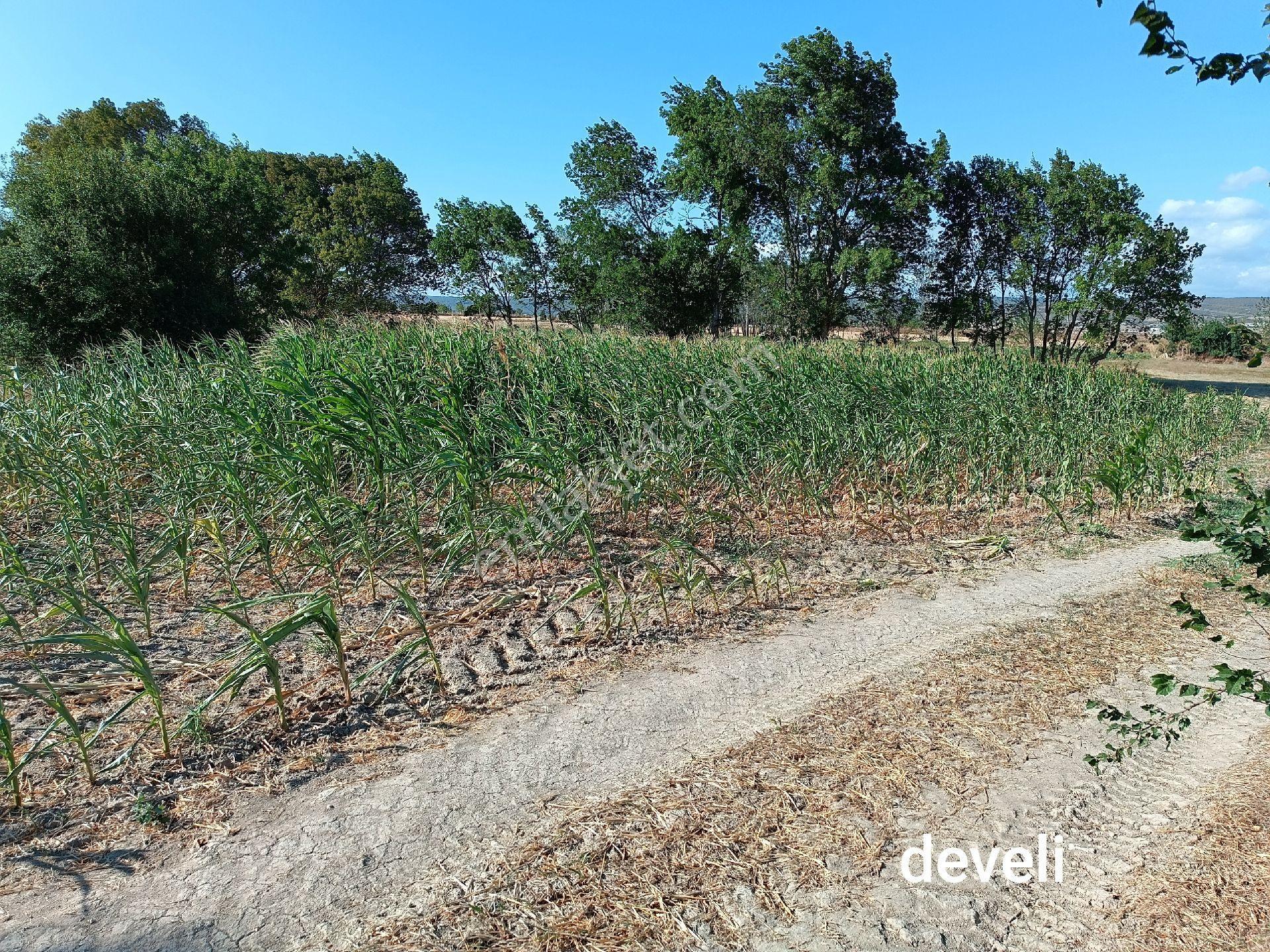 Vize Develi’de Ana Yola 50 Metre Müstakil Tapulu 1632 M² Yatırımlık Tarla - Görsel 9