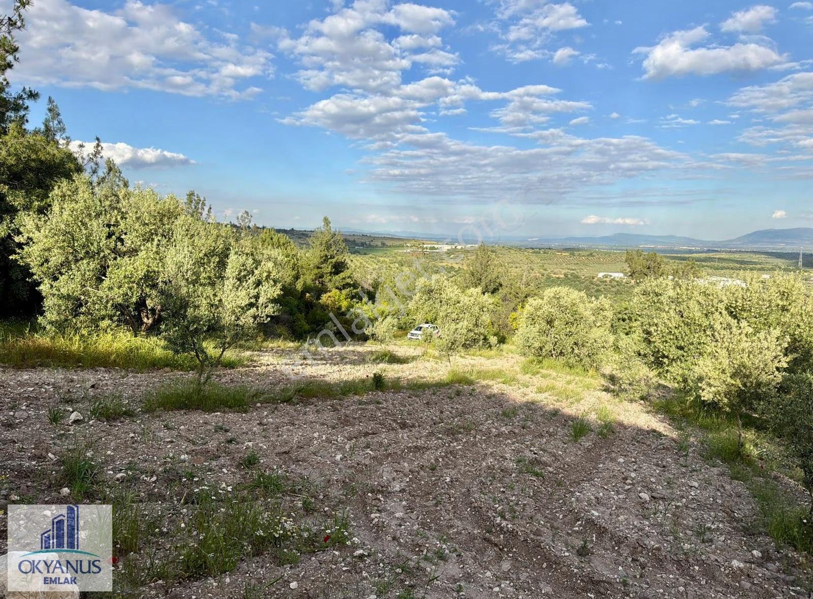 Kaleköy De 6.670 M2 Zeytinli Tarla, Asfalta 250 Mt Uzaklıkta - Görsel 5