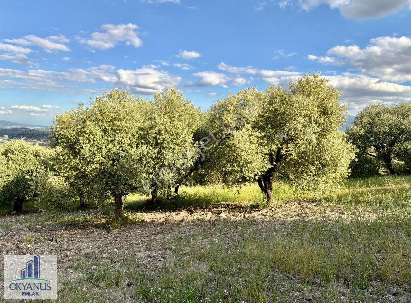 Kaleköy De 6.670 M2 Zeytinli Tarla, Asfalta 250 Mt Uzaklıkta - Görsel 11