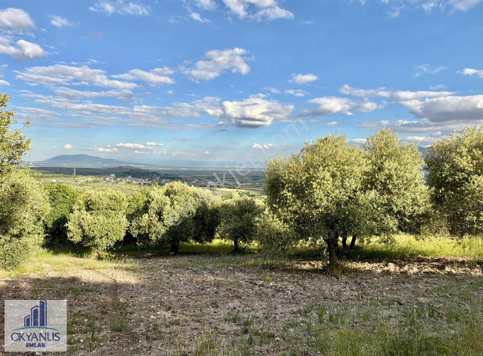 Kaleköy De 6.670 M2 Zeytinli Tarla, Asfalta 250 Mt Uzaklıkta - Görsel 9