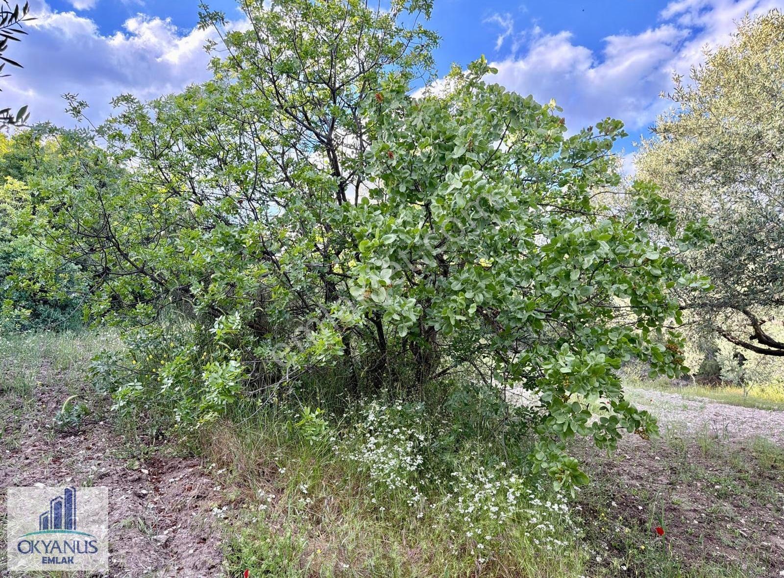 Kaleköy De 6.670 M2 Zeytinli Tarla, Asfalta 250 Mt Uzaklıkta - Görsel 21