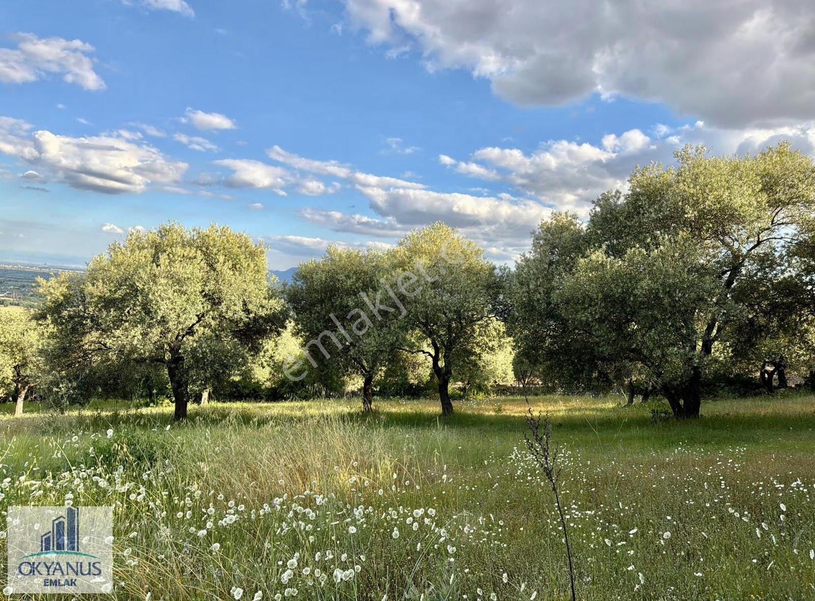 Kaleköy De 6.670 M2 Zeytinli Tarla, Asfalta 250 Mt Uzaklıkta