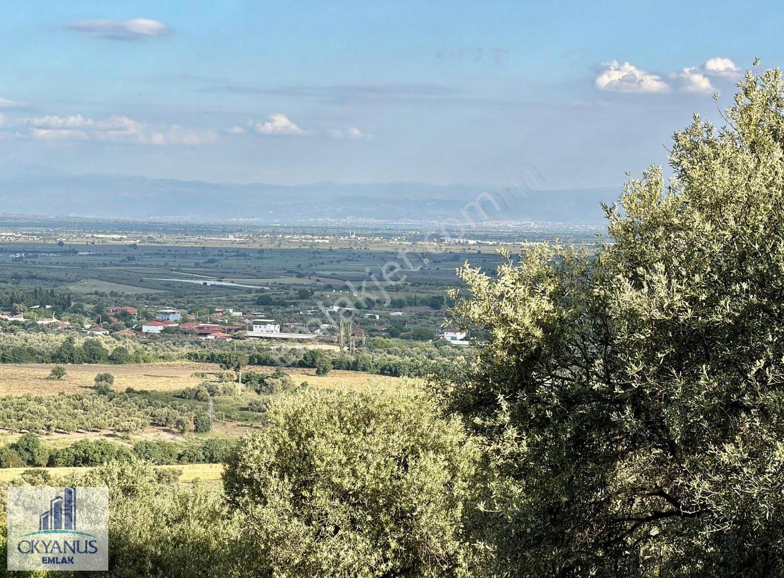 Kaleköy De 6.670 M2 Zeytinli Tarla, Asfalta 250 Mt Uzaklıkta - Görsel 12