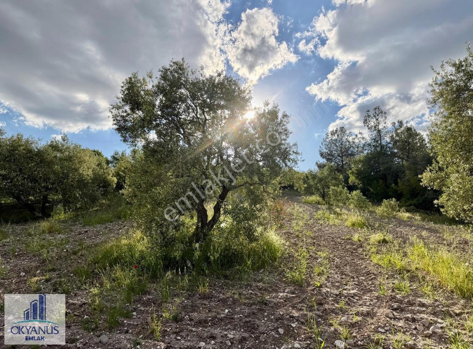 Kaleköy De 6.670 M2 Zeytinli Tarla, Asfalta 250 Mt Uzaklıkta - Görsel 22