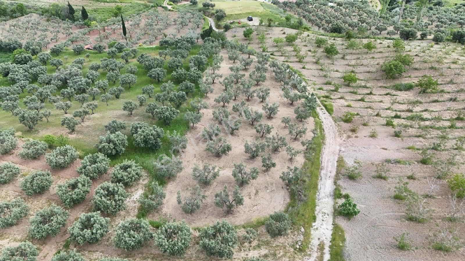 Mürefte Mh. Deniz Manzaralı 66 Adet Verimde Yetişkin Zeytlik - Görsel 10