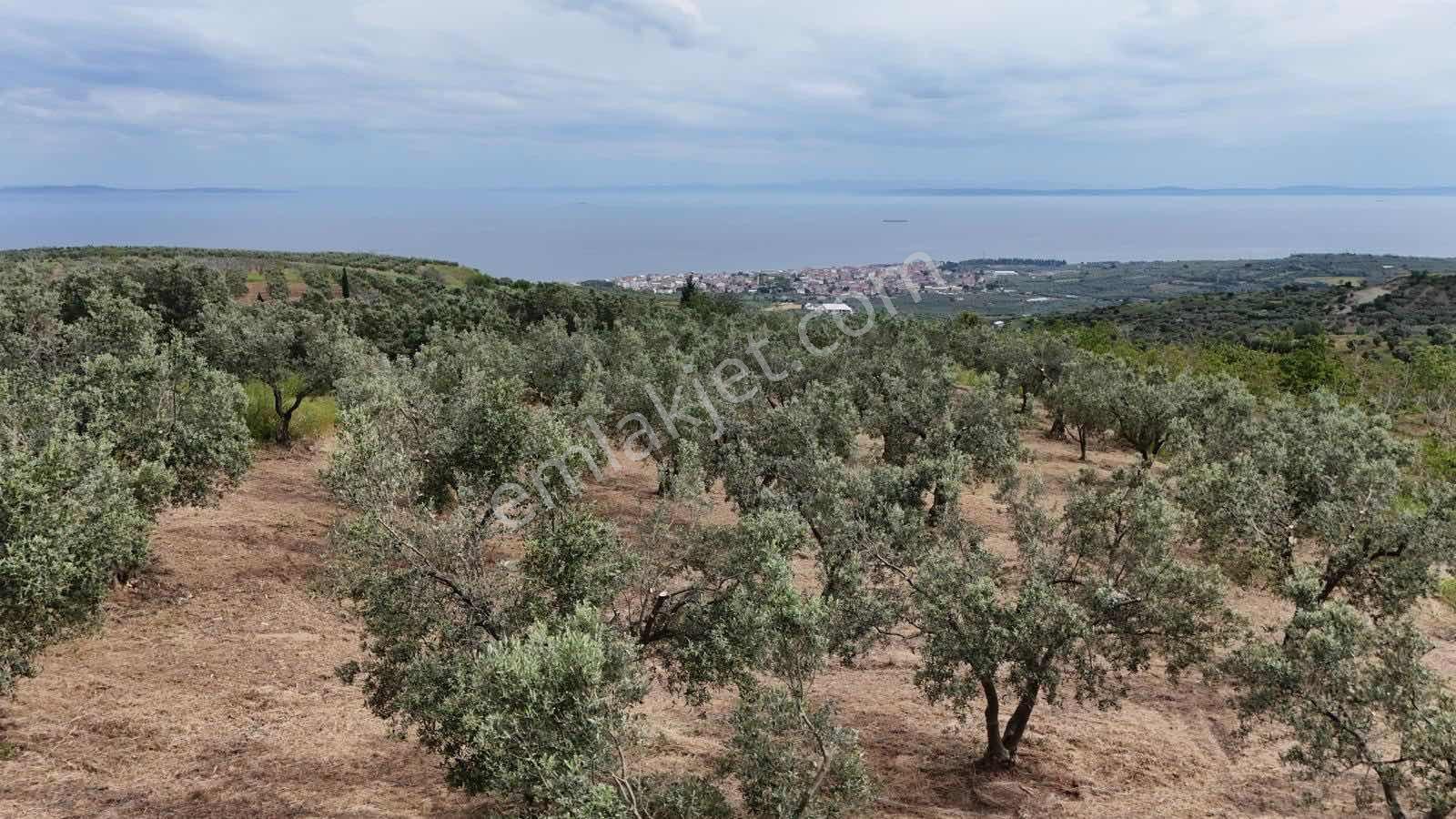 Mürefte Mh. Deniz Manzaralı 66 Adet Verimde Yetişkin Zeytlik - Görsel 19