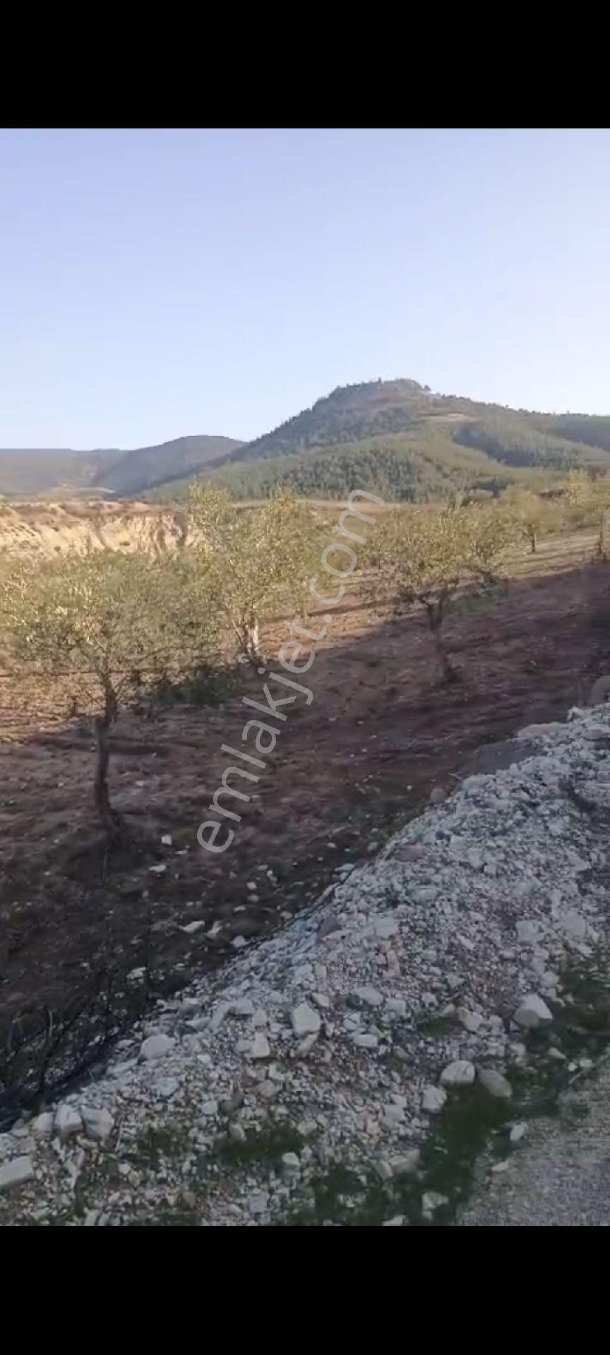 Akyol Gayrimenkul Den Satlık Tarla Musabeyli Fericekde - Görsel 10